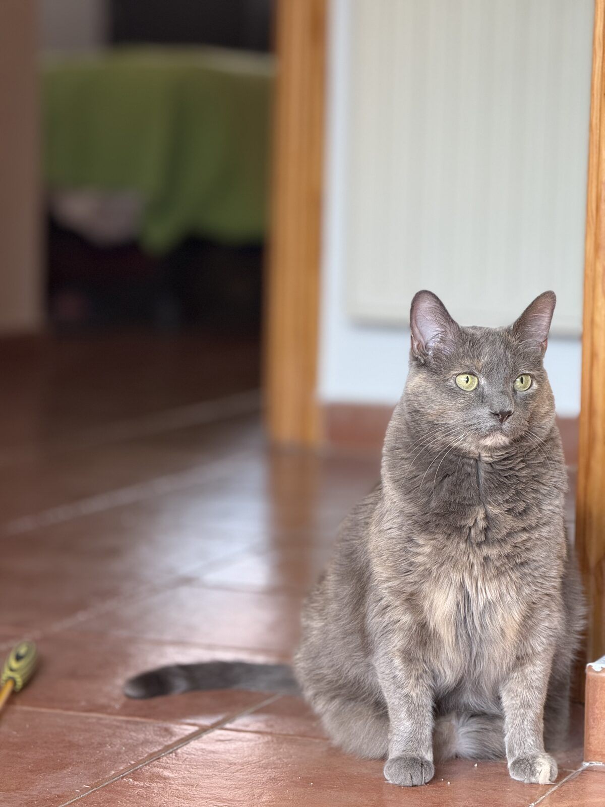 Gato relajado en su casa durante una visita de catsitting