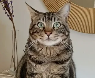 Foto de Miso