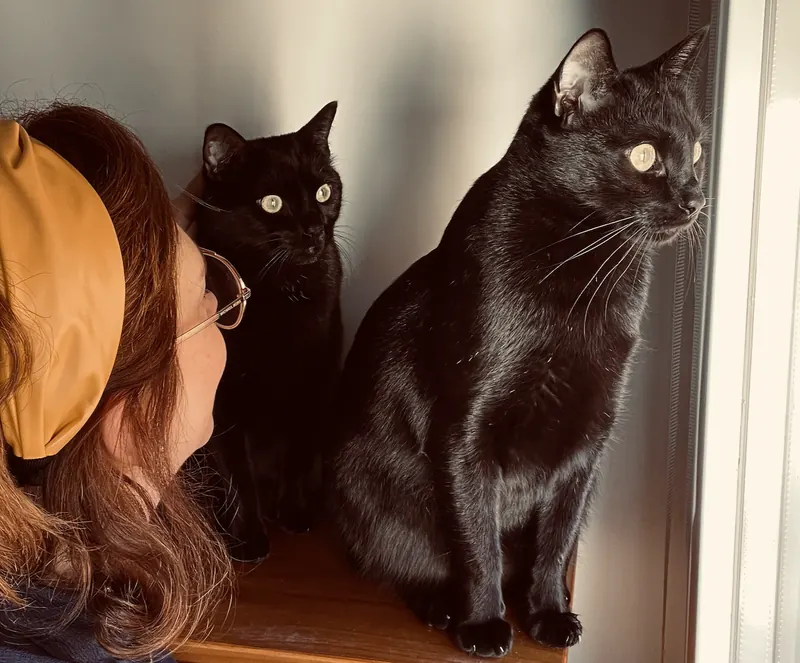 Catsitter de confianza cuidando gatos en casa en Alcalá de Henares y Guadalajara