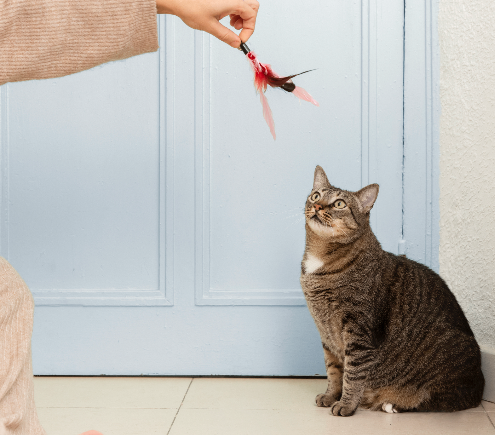 catsitter jugando con un gato atigrado usando un plumero en casa