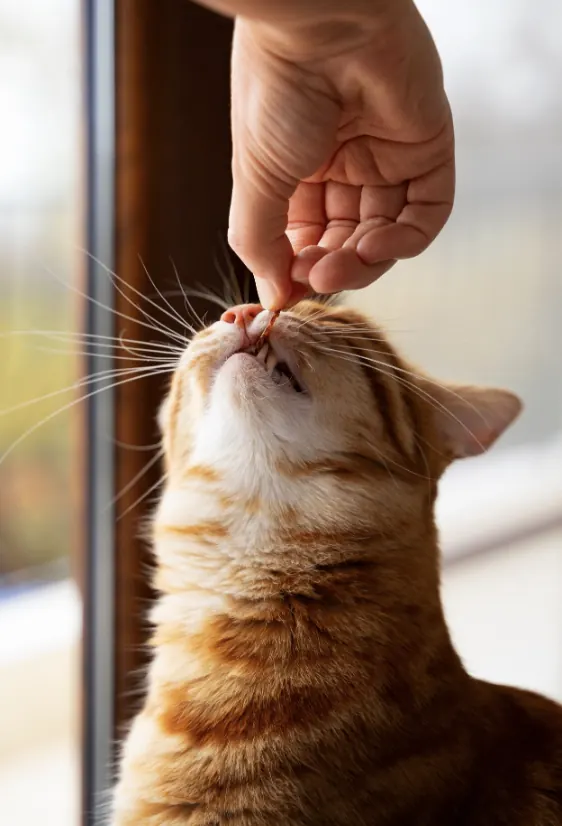 Catsitter ofreciendo un premio a un gato atigrado naranja durante una visita a domicilio en Alcalá de Henares