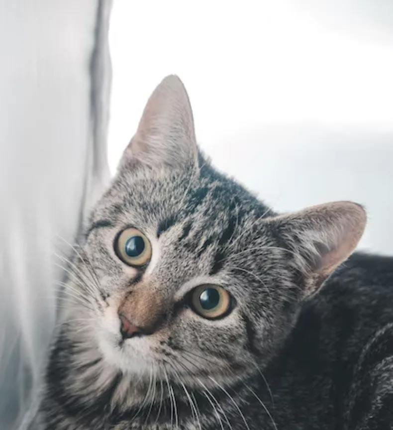Gato atigrado curioso asomándose junto a una cortina en casa