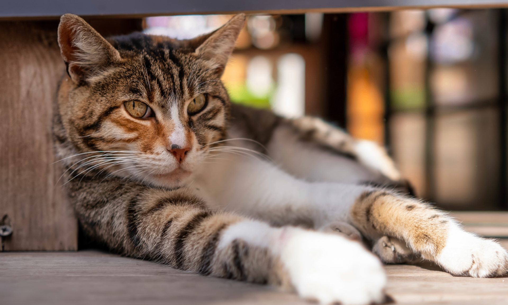 gato atigrado descansando tranquilo en su hogar
