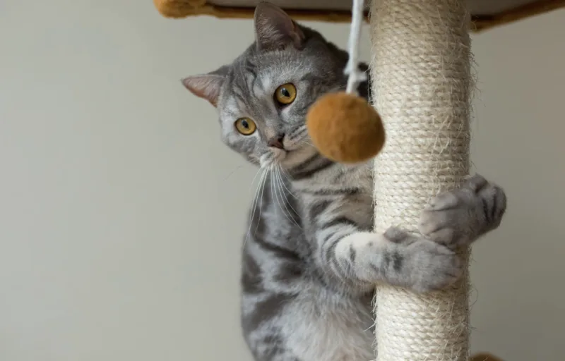 Gato atigrado gris jugando con un pompón colgante en su rascador