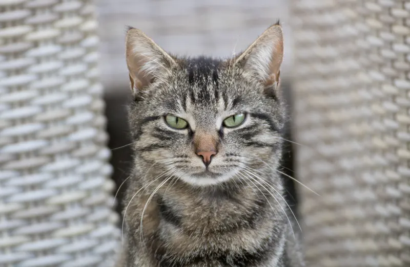 Gato atigrado mirando fijamente a cámara con expresión seria y atenta