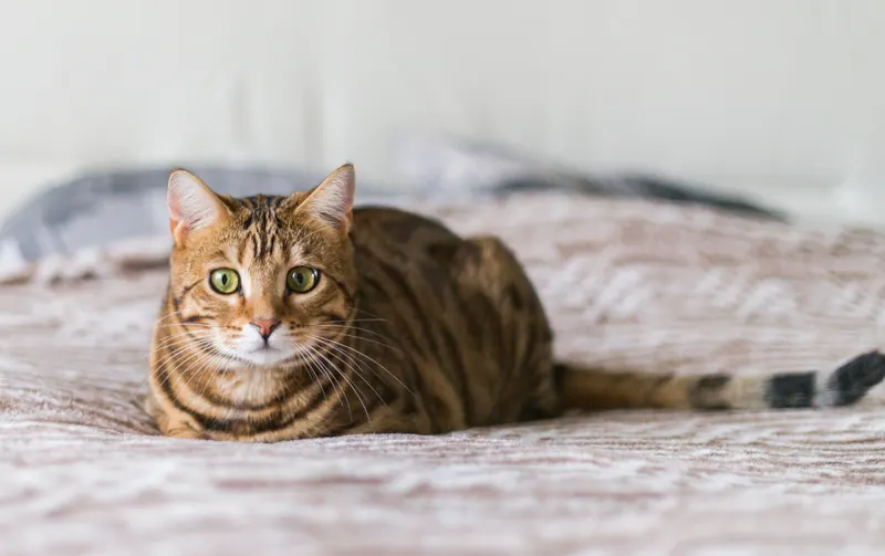 Gato tumbado sobre la cama en postura recogida, observando su entorno