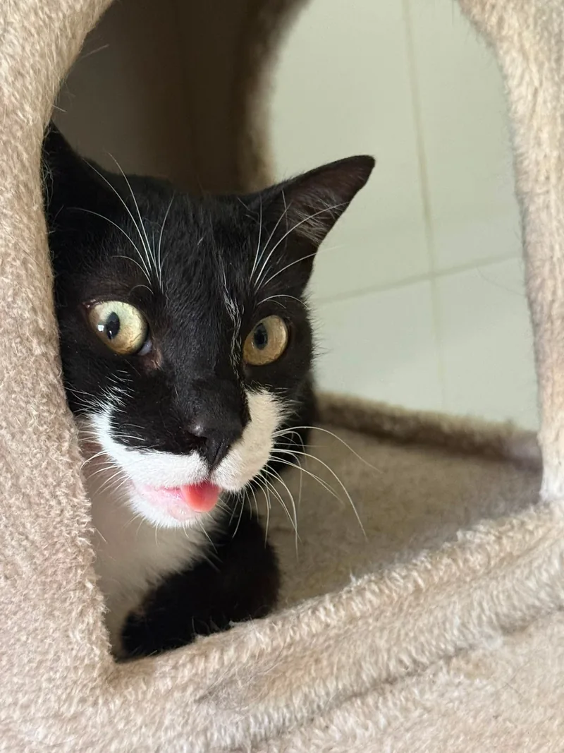 Gato blanco y negro asomándose curioso desde su casita durante una visita de catsitter