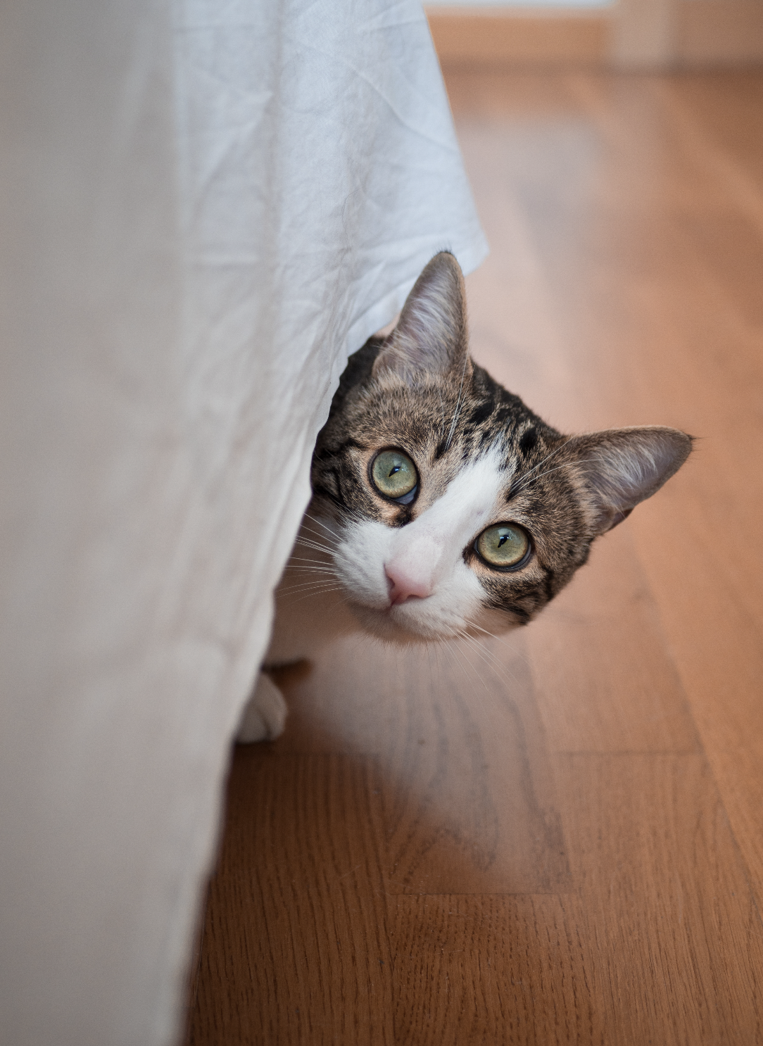 gato curioso asomándose detrás de una cortina blanca en casa