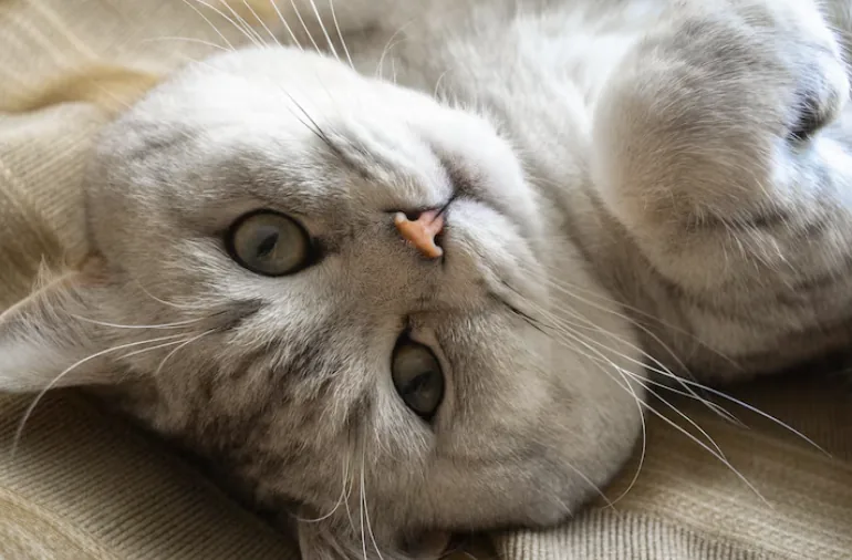 Gato gris tumbado boca arriba relajado en una manta de casa