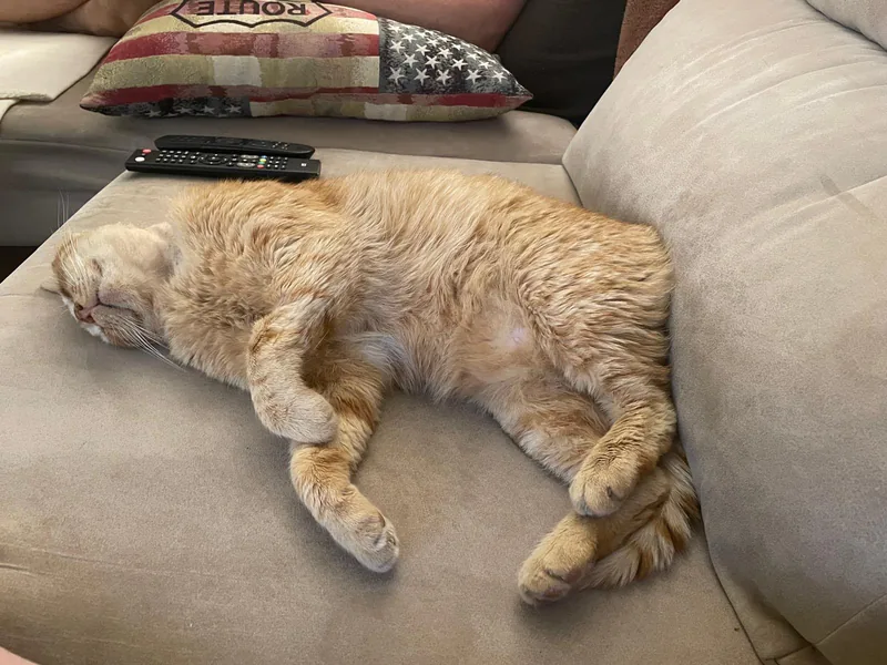 Gato naranja durmiendo plácidamente en el sofá de casa durante el cuidado de una catsitter en verano