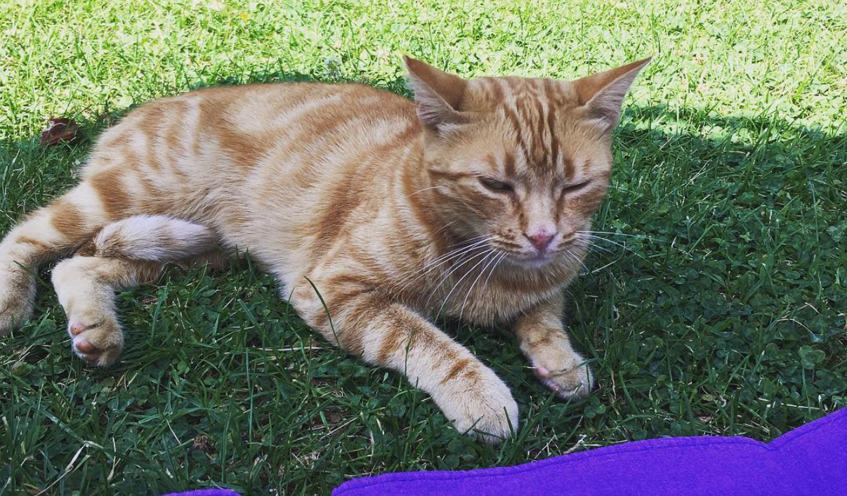 Gato relajado durante el cuidado a domicilio