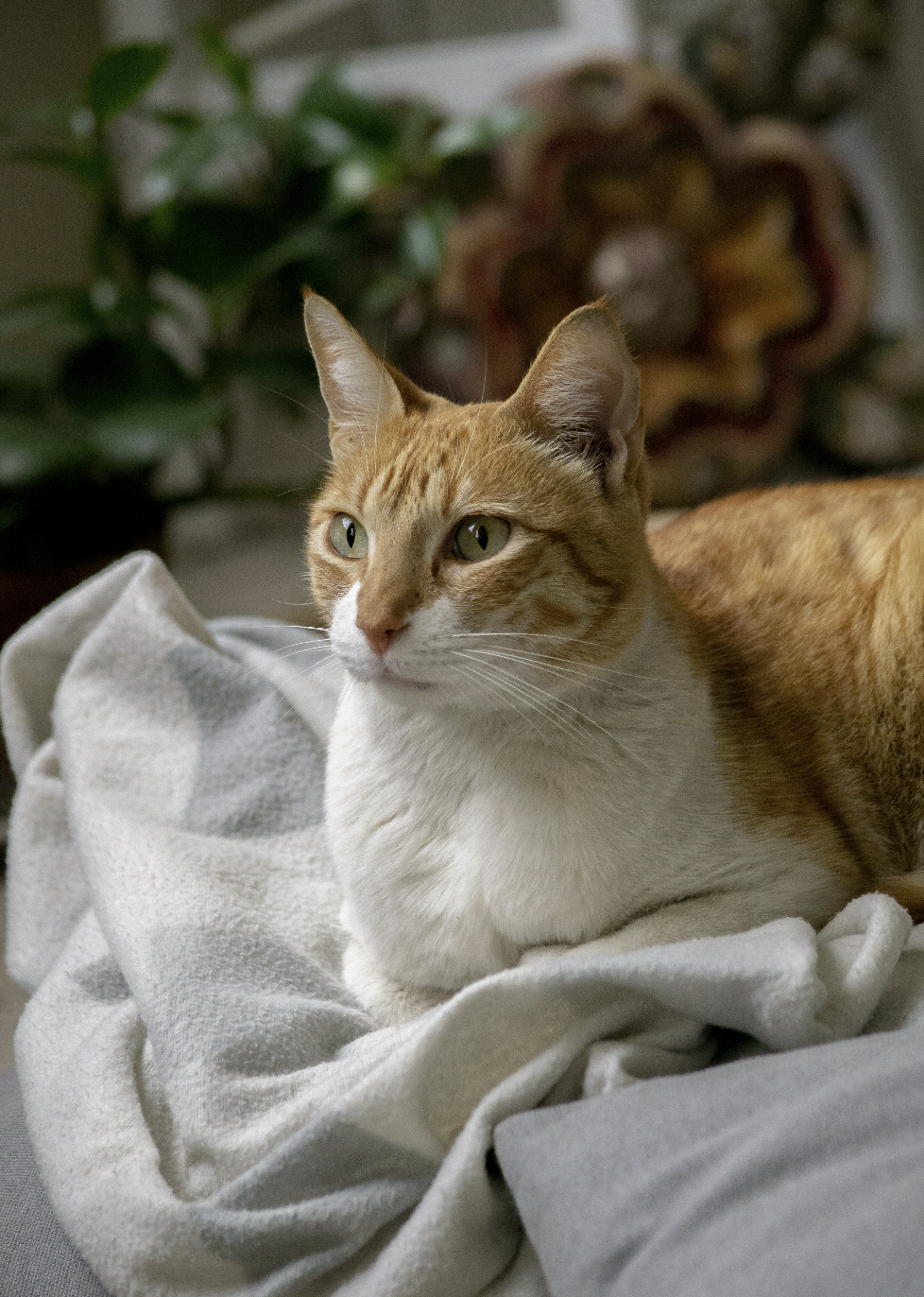 gato naranja relajado sobre una manta en casa