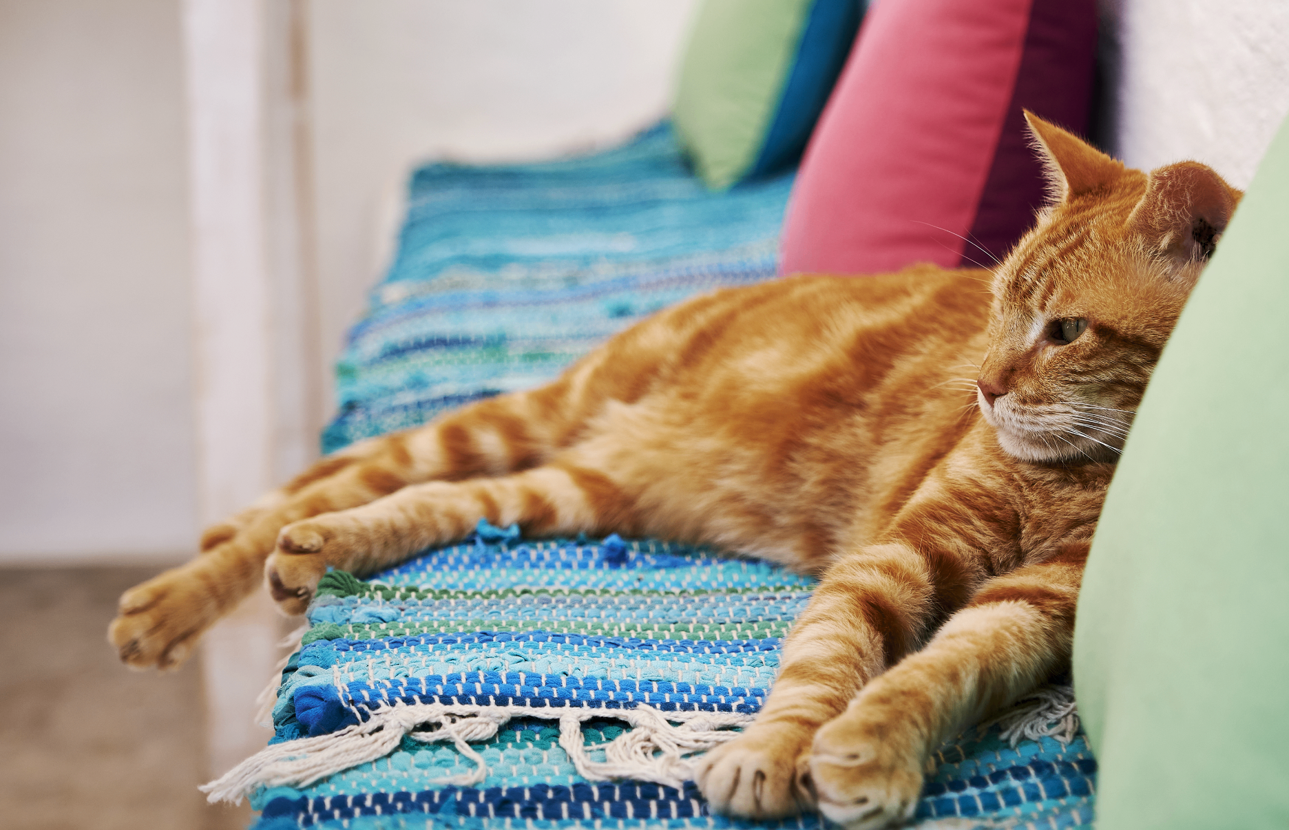 gato naranja descansando relajado sobre una manta en casa