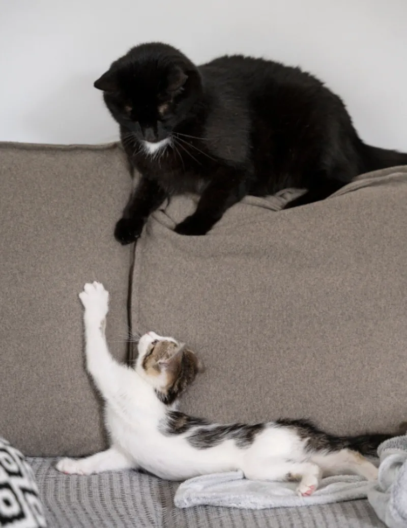 Gato negro adulto observando a un gatito blanco y atigrado jugando en el sofá