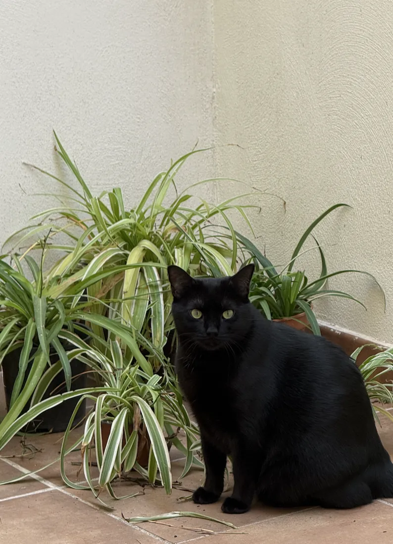gato negro tranquilo en casa junto a plantas durante cuidado a domicilio en Alcalá de Henares