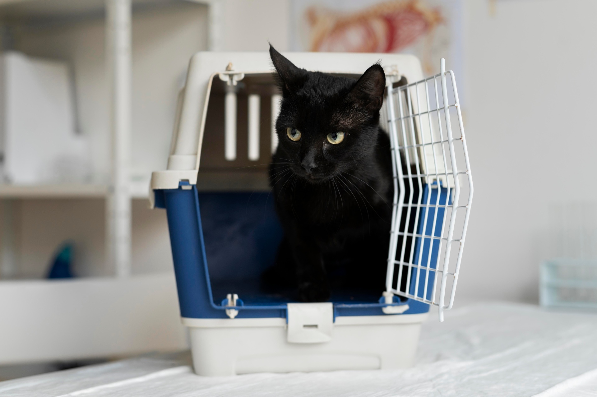 gato nervioso fuera de su entorno habitual