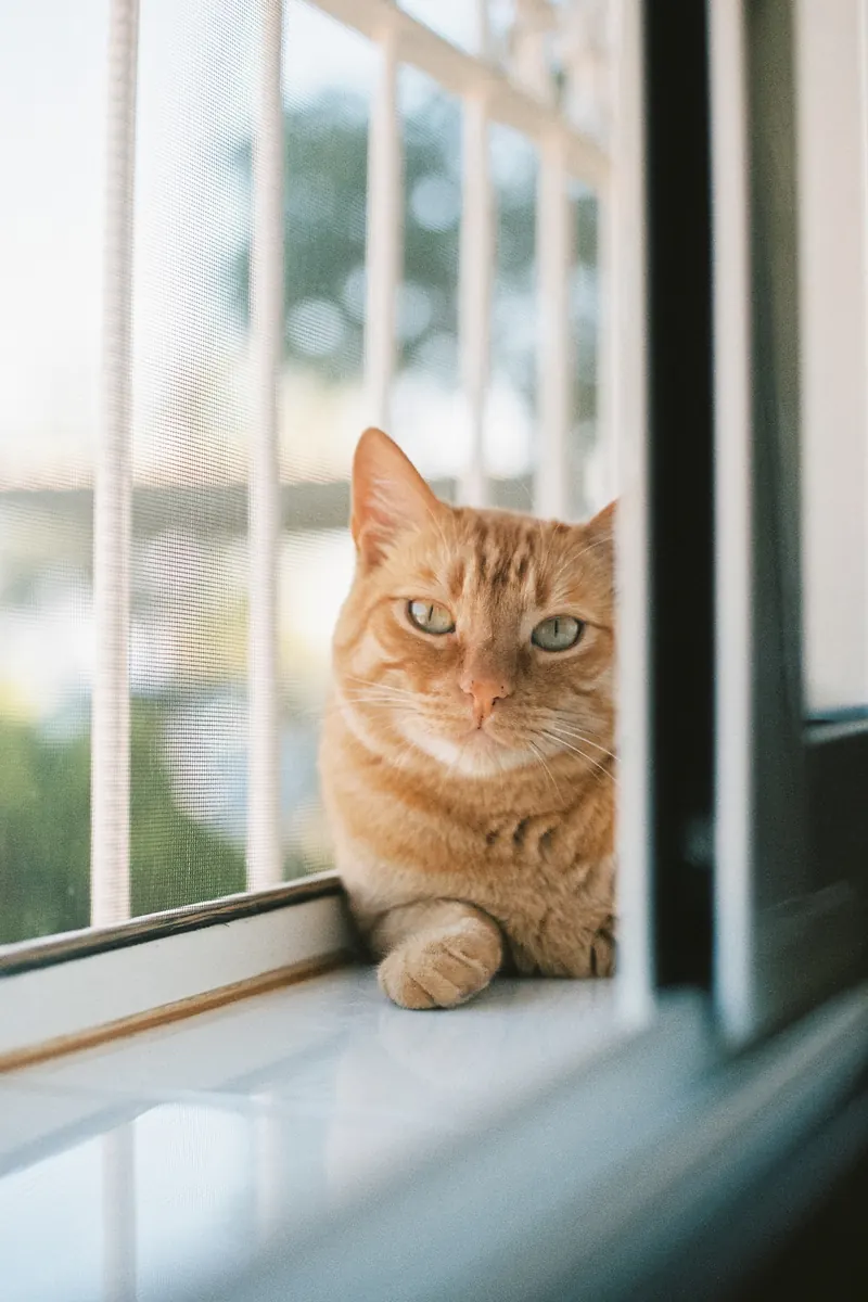 gato relajado en casa durante cuidado a domicilio