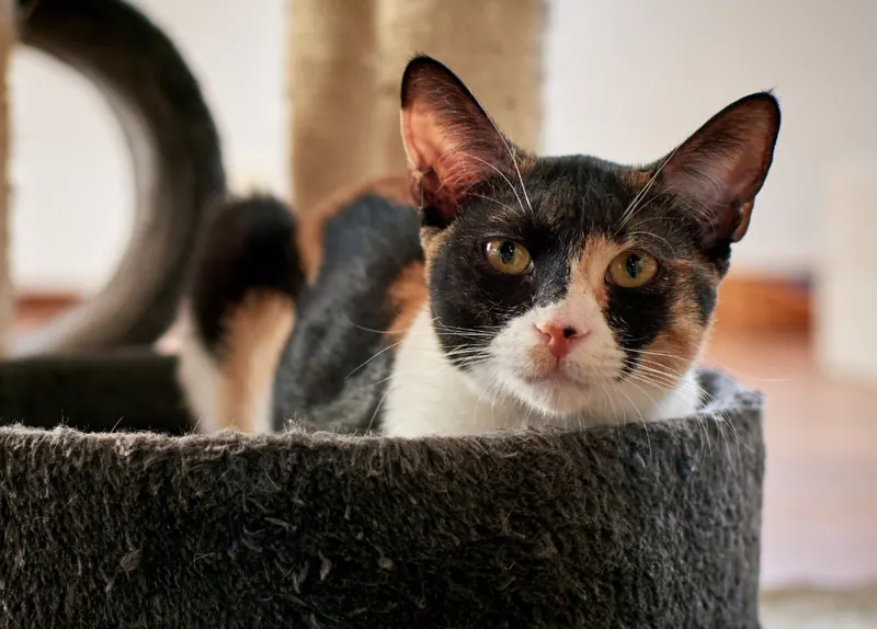 Gato tricolor descansando en su rascador en casa